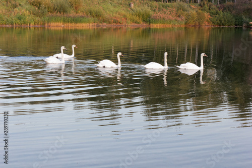 A flock of swans on vacation. © sangri