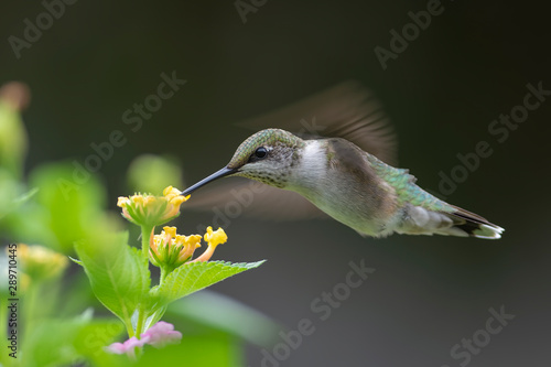 Hummingbird Macro