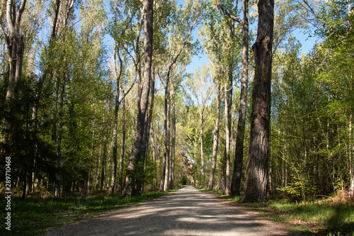 camino de bosque