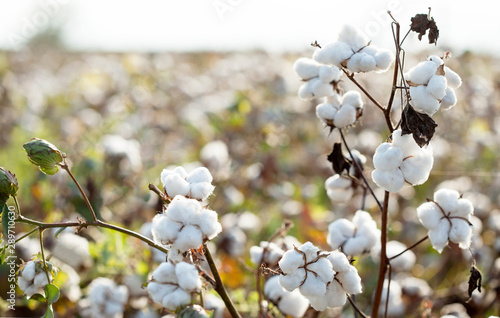 cotton plantation background farming concept photo