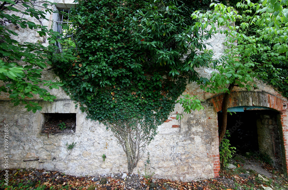 beautiful natural pattern of ivy on the wall of an abandoned building beautiful natural pattern of ivy on the wall of an abandoned building