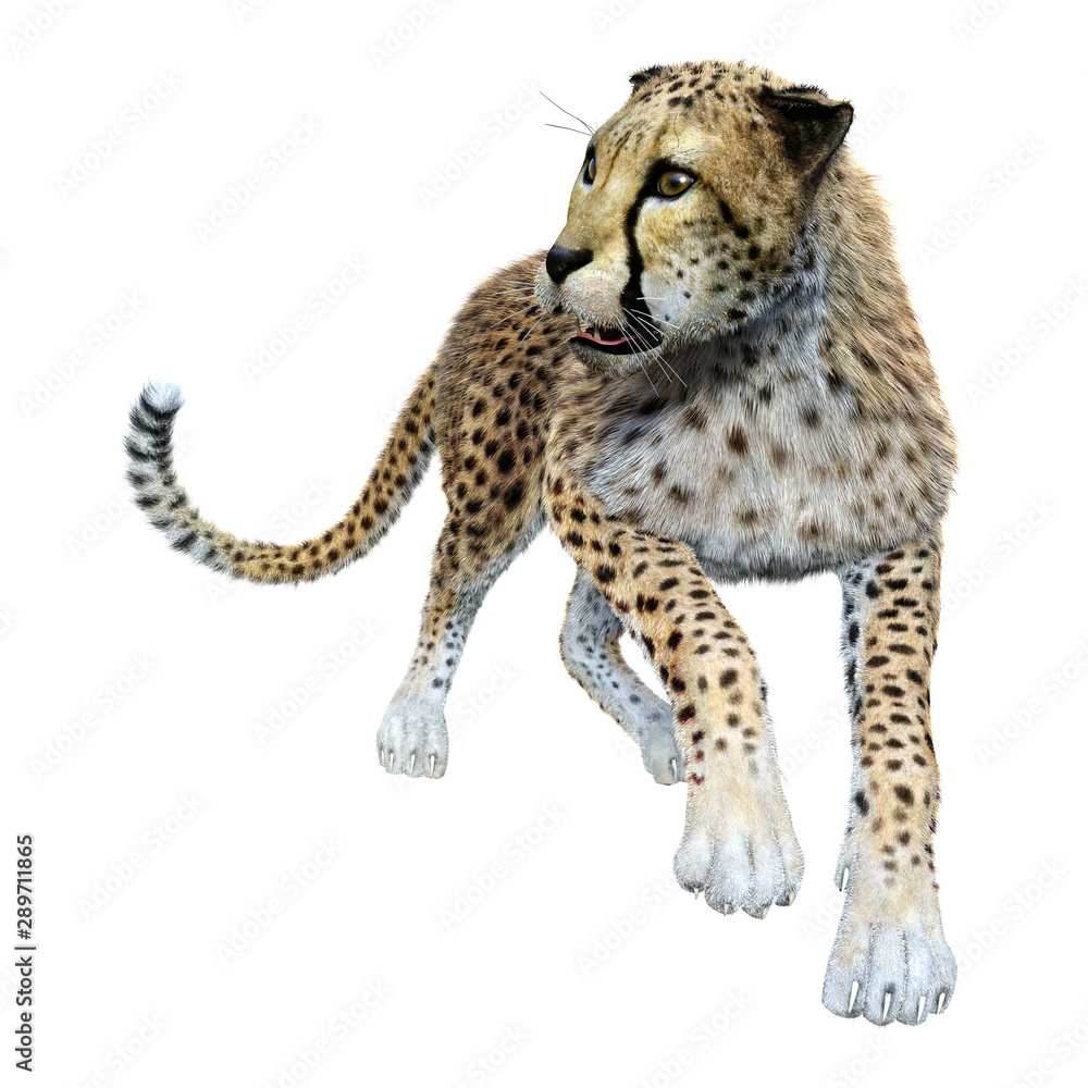 Fototapeta premium 3D Rendering Big Cat Cheetah on White