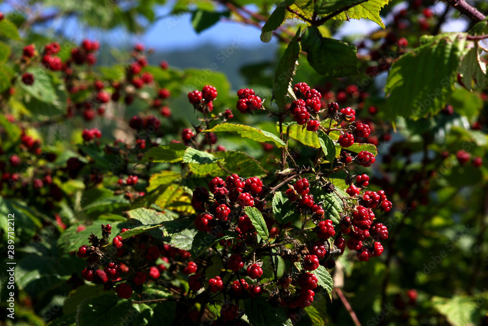 wild blackberry berries on the background of wildlife wild blackberry berries on the background of wildlife