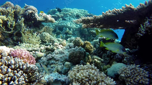 Wallpaper Mural Ocean. Underwater life in the ocean. Colorful corals and fish. Torontodigital.ca