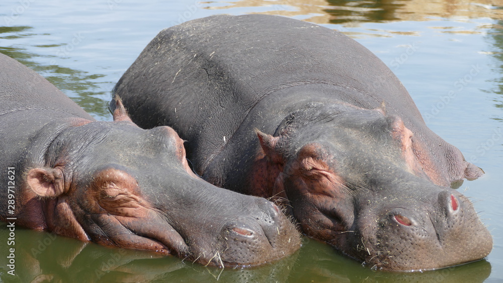 Fototapeta premium Ippopotami che dormono in acqua 