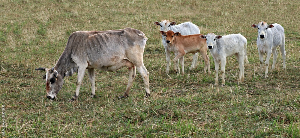 Grey zebu cow grazing with tiny calves following her in the pasture field Grey zebu cow grazing with tiny calves following her in the pasture field