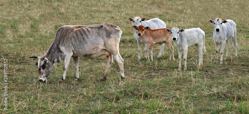 Grey zebu cow grazing with tiny calves following her in the pasture field