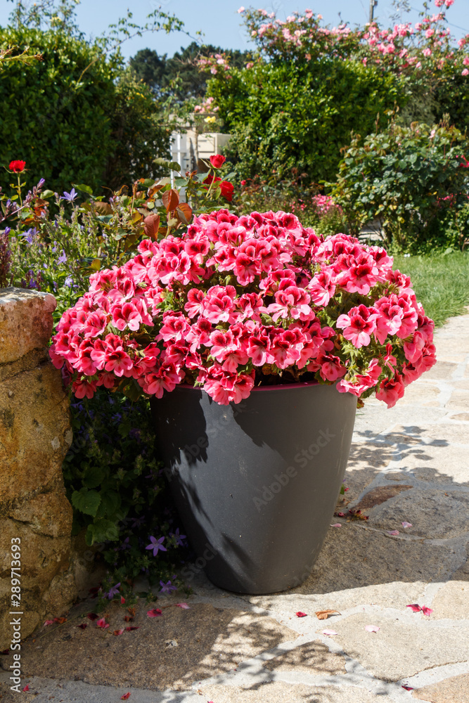 Planter with pink geranium flowers in a garden during spring