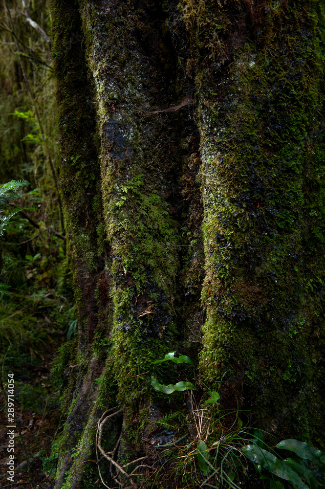 trees in the forest, Te Wahipounamu trees in the forest, Te Wahipounamu