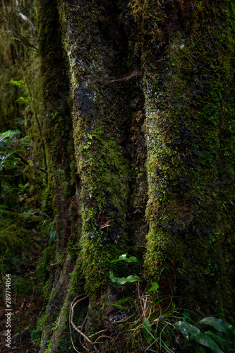 trees in the forest, Te Wahipounamu © Peerawas
