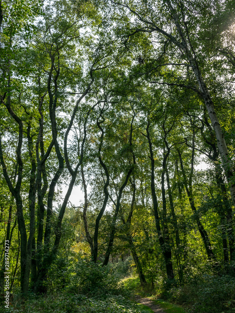 view of the forests in the late summer, Curonian Spit view of the forests in the late summer, Curonian Spit