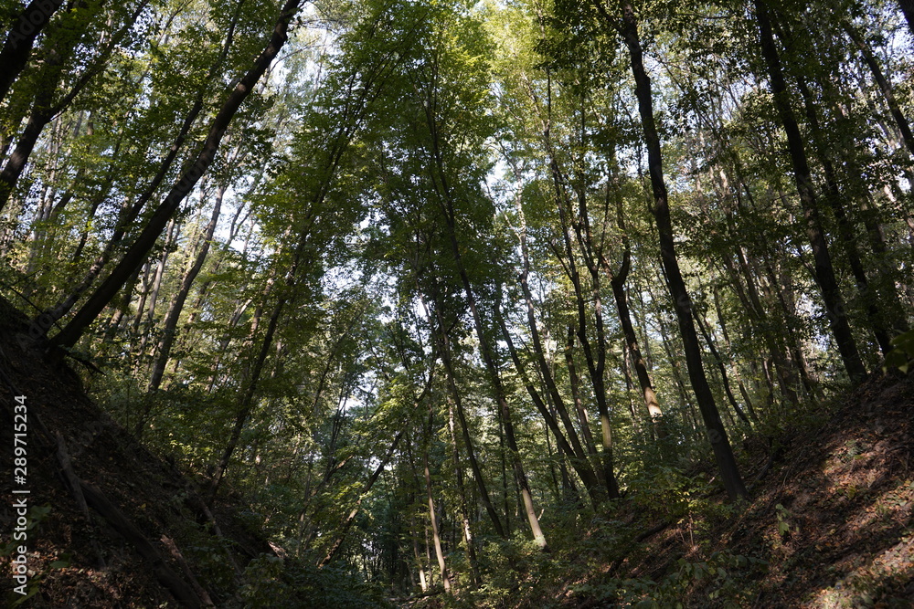 Dense forest. Bottom view of the tops of trees. Tall trees in the forest cover the sky. Dense forest. Bottom view of the tops of trees. Tall trees in the forest cover the sky.