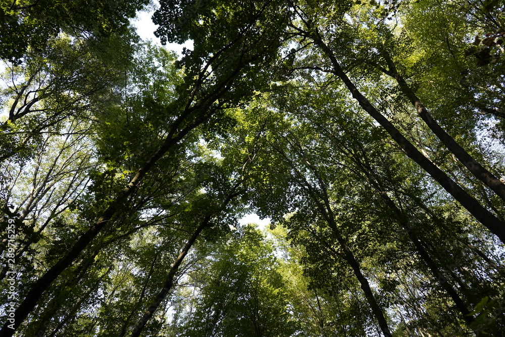 Fototapeta premium Dense forest. Bottom view of the tops of trees. Tall trees in the forest cover the sky.
