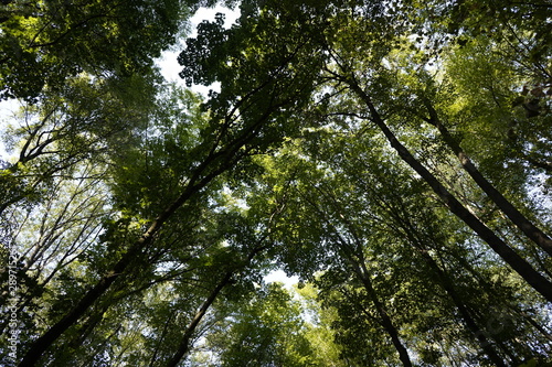 Dense forest. Bottom view of the tops of trees. Tall trees in the forest cover the sky.