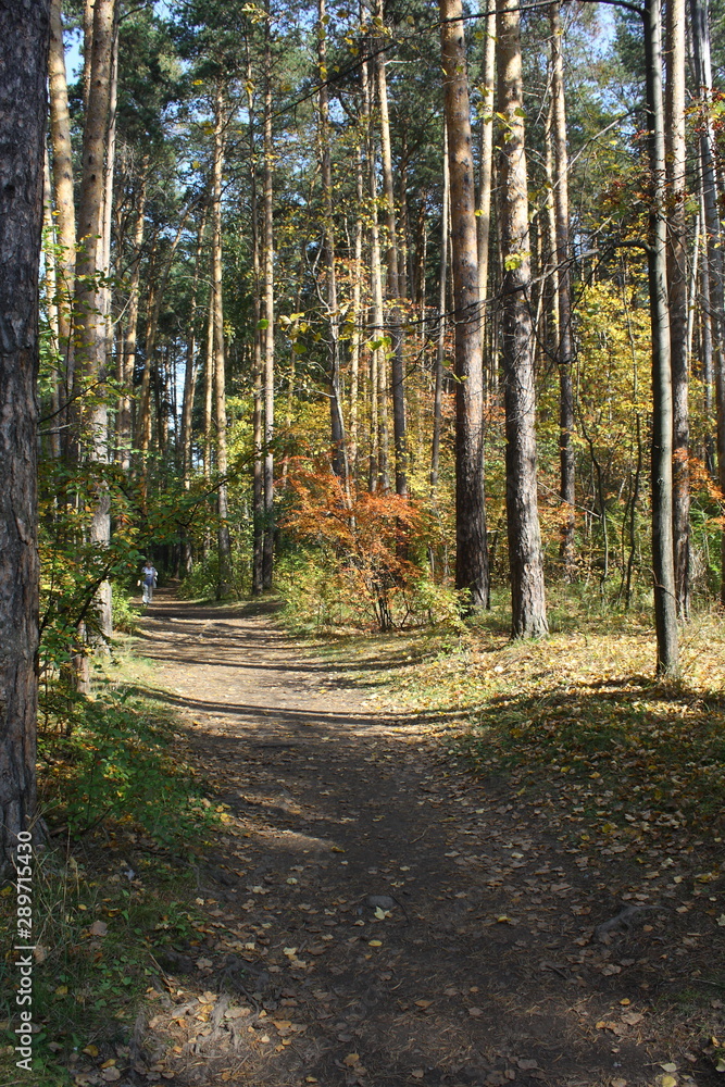 Obraz premium Pine forest. Early autumn. Forest paths. Walks in the open air. Sunny warm day.