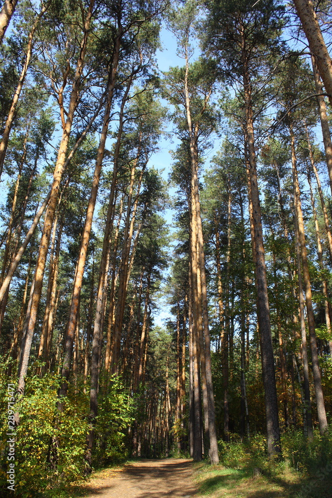 Obraz premium Pine forest. Early autumn. Forest paths. Walks in the open air. Sunny warm day.
