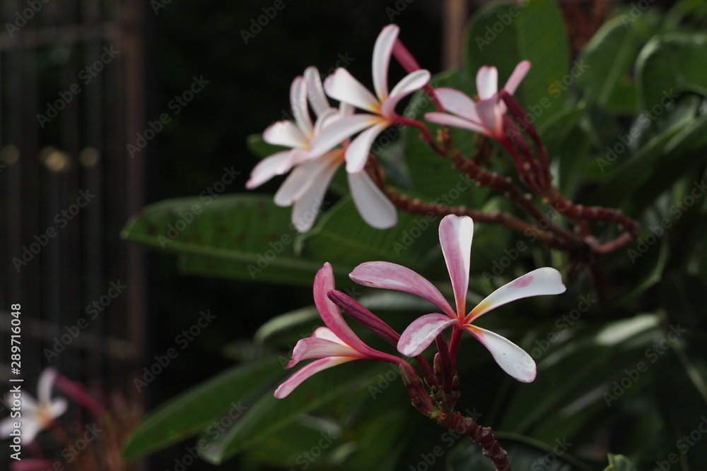 Temple tree flowers, Apocynaceae Frangipani or Plumeria Temple tree flowers, Apocynaceae Frangipani or Plumeria