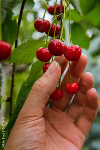 Red cherry harvest time