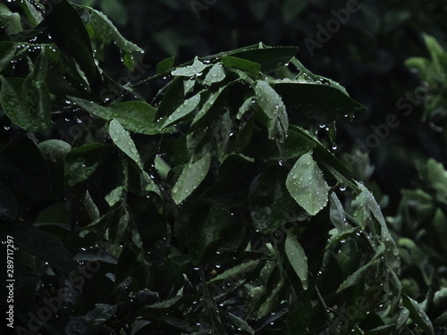 wet orange tree leaves