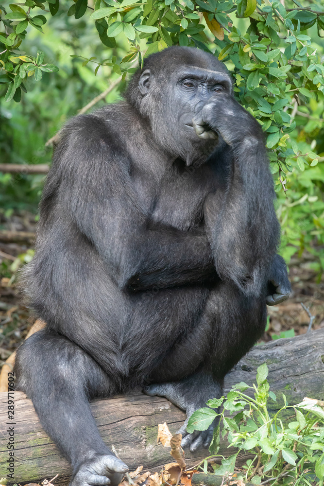 Gorillas in Burgers' Zoo in Arnhem Gorillas in Burgers' Zoo in Arnhem
