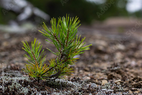 A little spruce tree