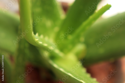 Aloe Vera Plant Leaf © Harshal