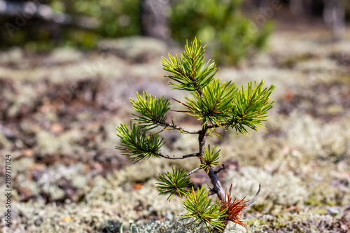 a little spruce tree