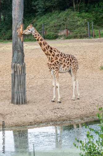 Sticker Giraffes in Burgers' Zoo in Arnhem