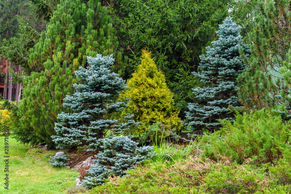various conifers as an element of landscape design - obrazy, fototapety, plakaty 