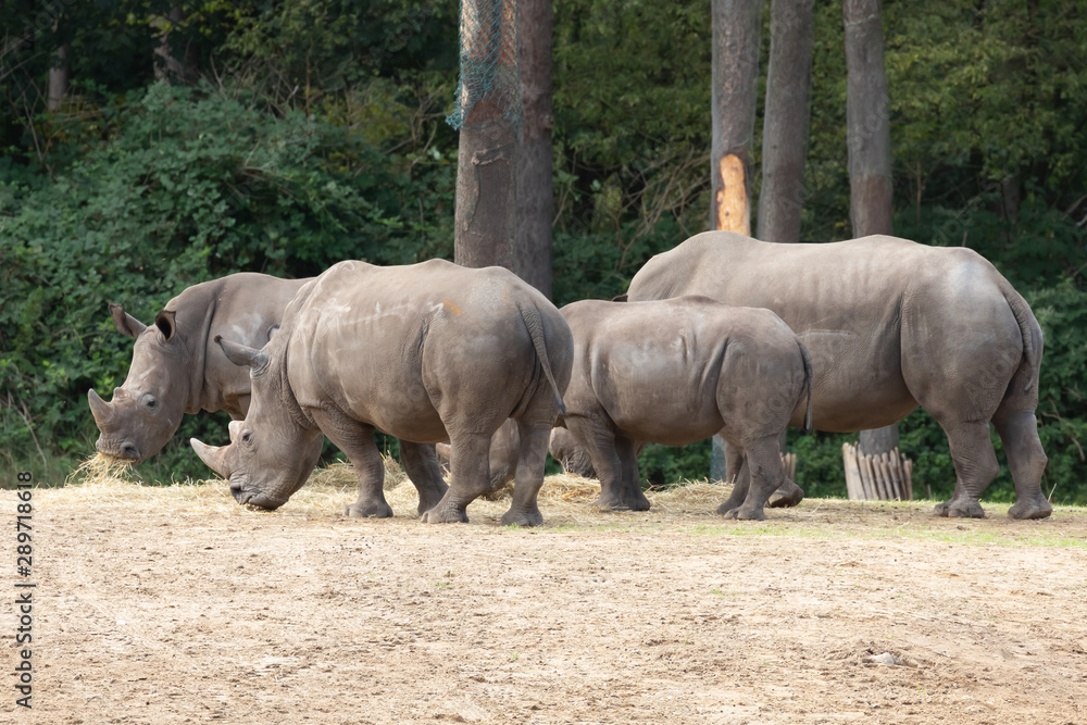 Fototapeta premium Nederlands Openluchtmuseum Arnhem