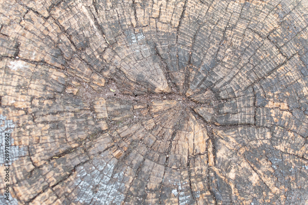 Fototapeta premium Cut wood texture, natural background , tree stump close up