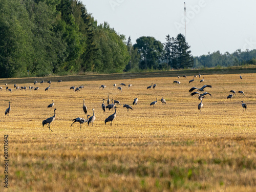 beautiful landscape with crane bird , yellow field covered, forest in the distance, autumn morning