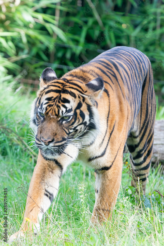 Sumatran tiger in the Burgers' Zoo of Arnhem, the Neterlands Sumatran tiger in the Burgers' Zoo of Arnhem, the Neterlands