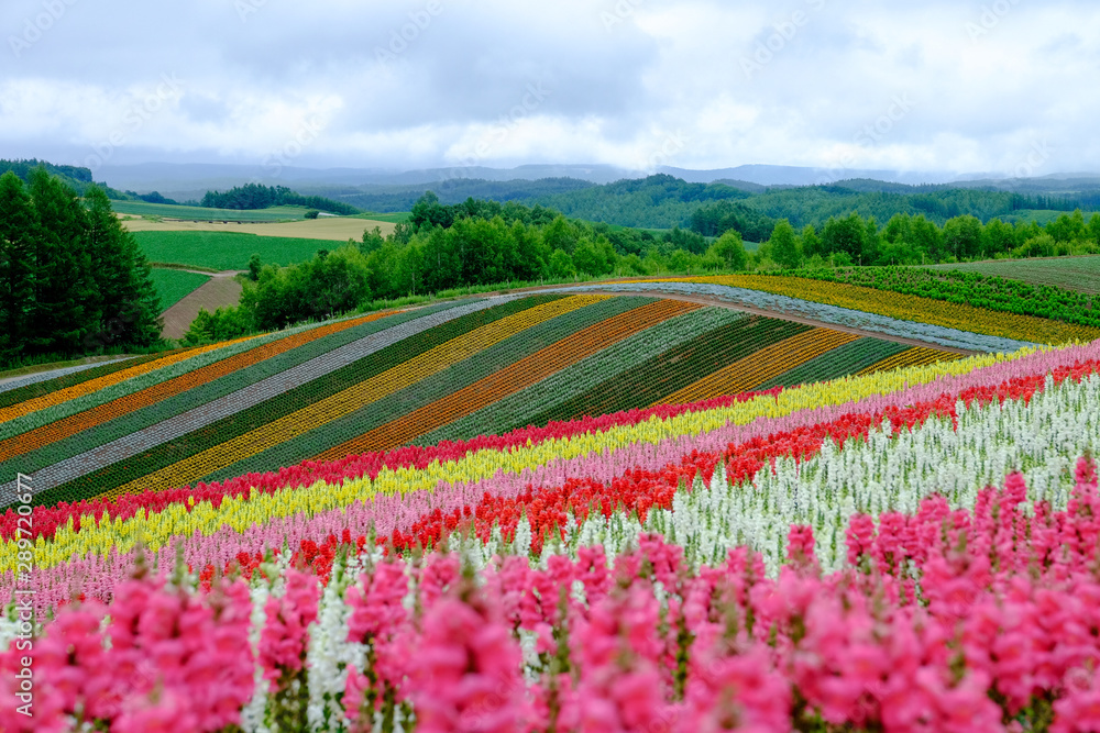 Beautiful rainbow flower fields, colorful lavender flowers farm,rural garden against white clouds sky background,the flower in pink,white,purple,spring time at Furano , Hokkaido in Japan Beautiful rainbow flower fields, colorful lavender flowers farm,rural garden against white clouds sky background,the flower in pink,white,purple,spring time at Furano , Hokkaido in Japan
