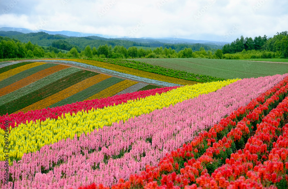 Beautiful rainbow flower fields, colorful lavender flowers farm,rural garden against white clouds sky background,the flower in pink,white,purple,spring time at Furano , Hokkaido in Japan