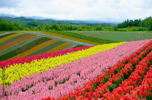Wallpaper Mural Beautiful rainbow flower fields, colorful lavender flowers farm,rural garden against white clouds sky background,the flower in pink,white,purple,spring time at Furano , Hokkaido in Japan Torontodigital.ca