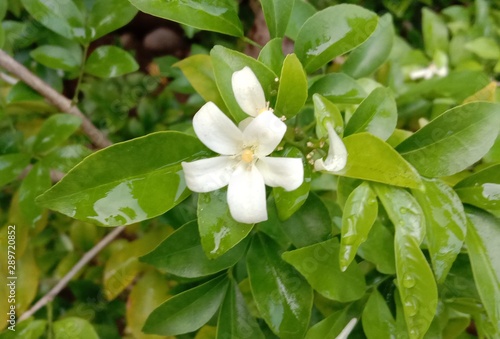 Orange jasmine flower is a small to medium sized perennial plant. The leaves are a bouquet of leaves arranged alternately, a bouquet of leaves consisting of 4-8 small leaves, fragrant white flowers.