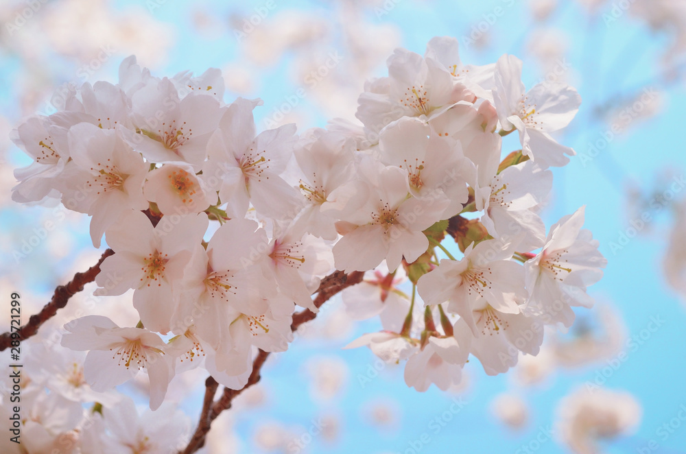 Fototapeta premium cherry blossom