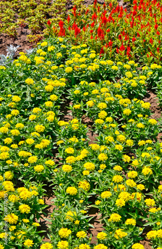 Fototapeta Naklejka Na Ścianę i Meble -  Beautiful view with blooming flowers in the botanical garden