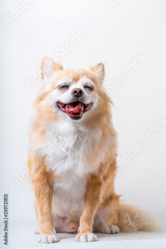 bright brown color hair chihuahua dog sit relax studio shot on white background