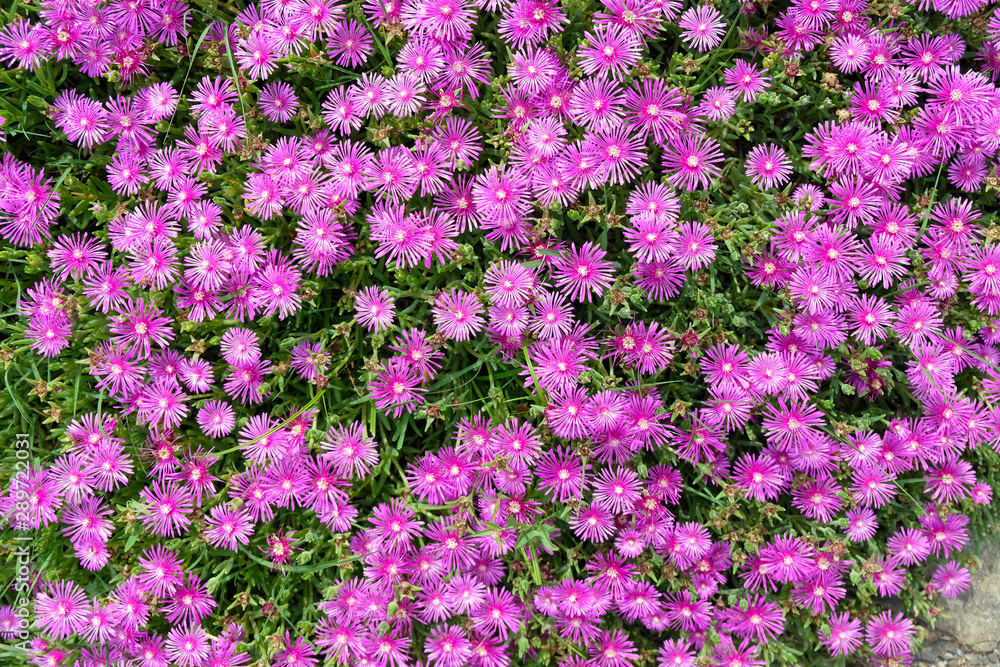 Naklejka premium Delosperma is a large and diverse genus of succulent subshrubs. Closeup of a succulent purple ice plant delosperma cooperi view from above. Natural background