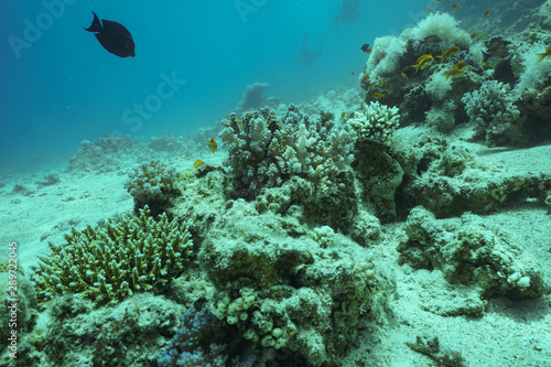 Fototapeta Naklejka Na Ścianę i Meble -  Underwater shot of the vivid coral reef in tropical sea. Fish swimming over the reef