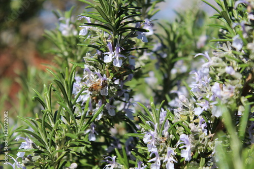 Wallpaper Mural Rosmarinus officinalis - Rosmarino Torontodigital.ca