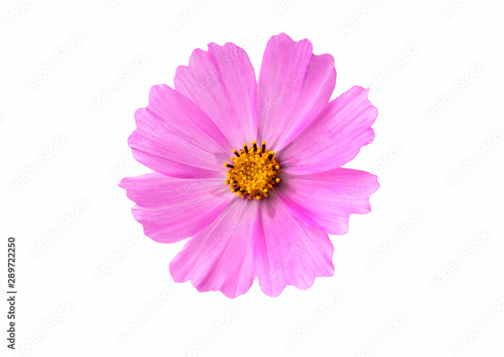 Isolated pink flower on a white background. Cosmea Isolated pink flower on a white background. Cosmea