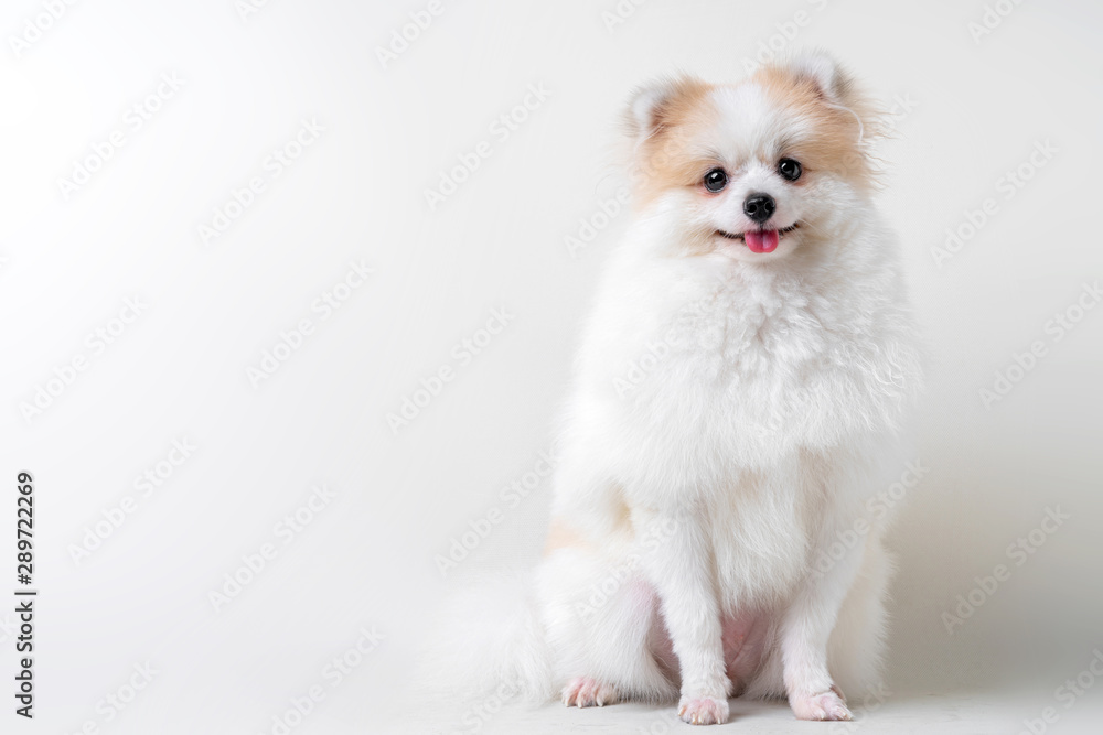 bright brown color hair dog sit relax studio shot on white background bright brown color hair dog sit relax studio shot on white background