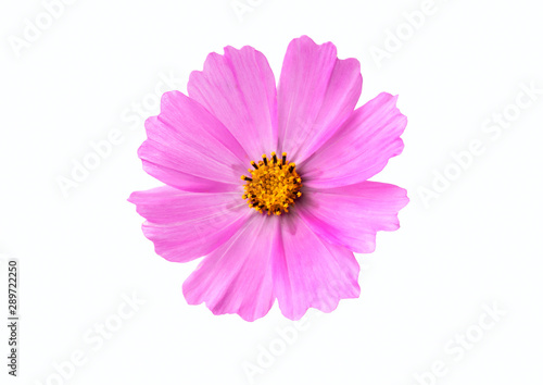 Isolated pink flower on a white background. Cosmea