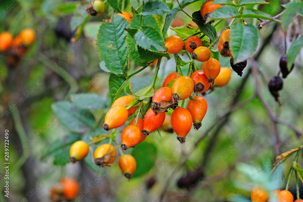 Rosehip branch close-up. Summer season, ripening orange rose hips with green leaves. Rosehip for medicine, cosmetology, in the landscaping and decoration of streets, parks, squares.