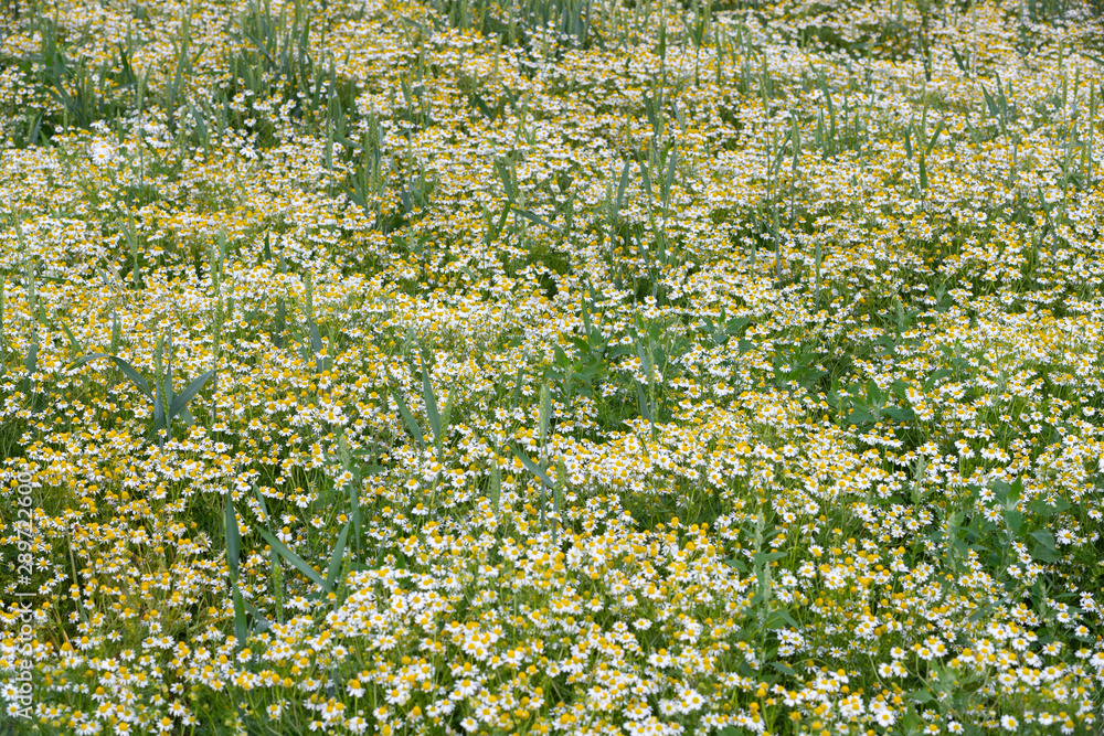 Obraz premium Chamomile/camomile field