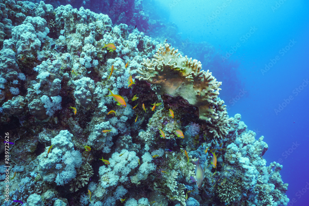 Underwater shot of the vivid coral reef in tropical sea. Fish swimming over the reef Underwater shot of the vivid coral reef in tropical sea. Fish swimming over the reef