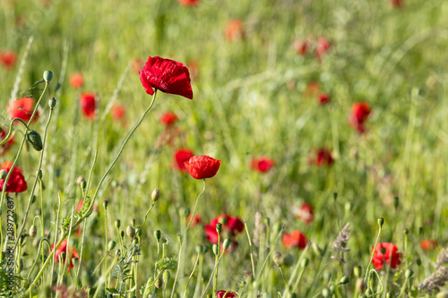 Poppy field in Flanders